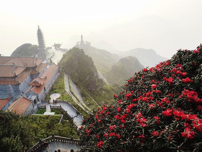 Chiêm ngưỡng vương quốc hoa đỗ quyên trên đỉnh Fansipan | Viettrekking