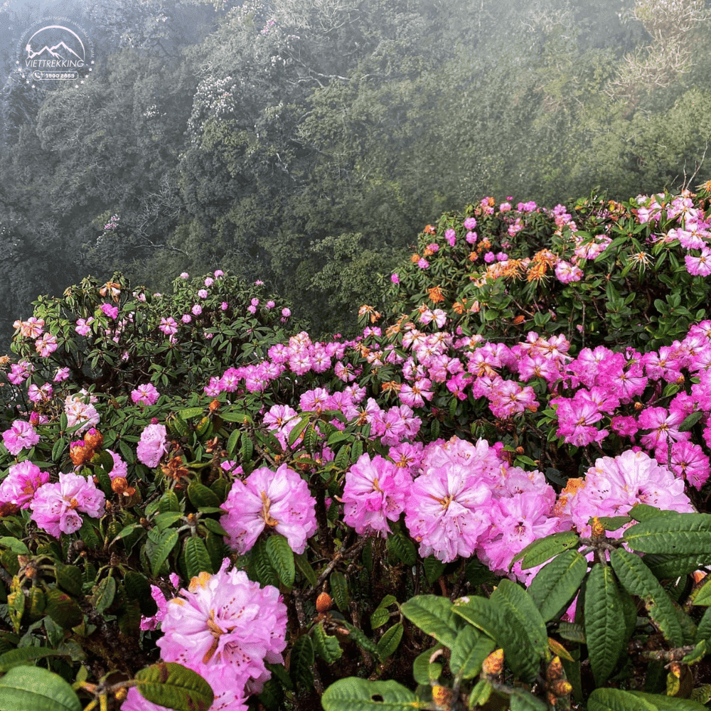 Hoa đỗ quyên trên đỉnh Pu Ta Leng, Lai Châu